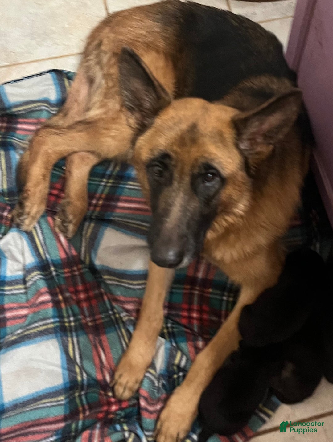 German Shepherd dogs for sale: German Shepherd Puppy 2 - Ad 2