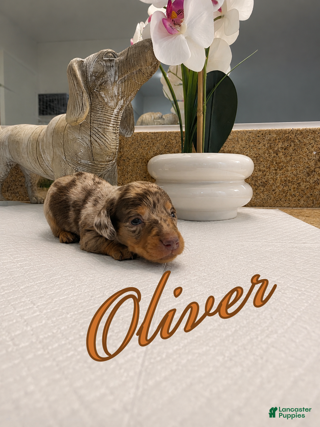 Miniature Dachshund dogs Oliver - Ad 1