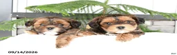 Mixed Breed dogs for sale: Jasper - Ad 5