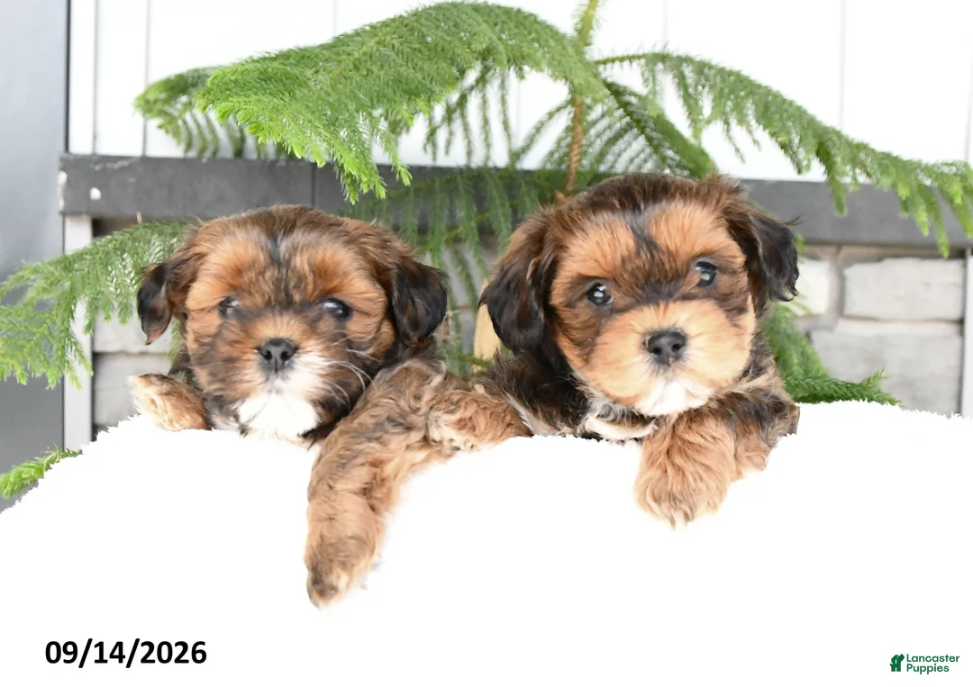 Mixed Breed dogs for sale: Jasper - Ad 5
