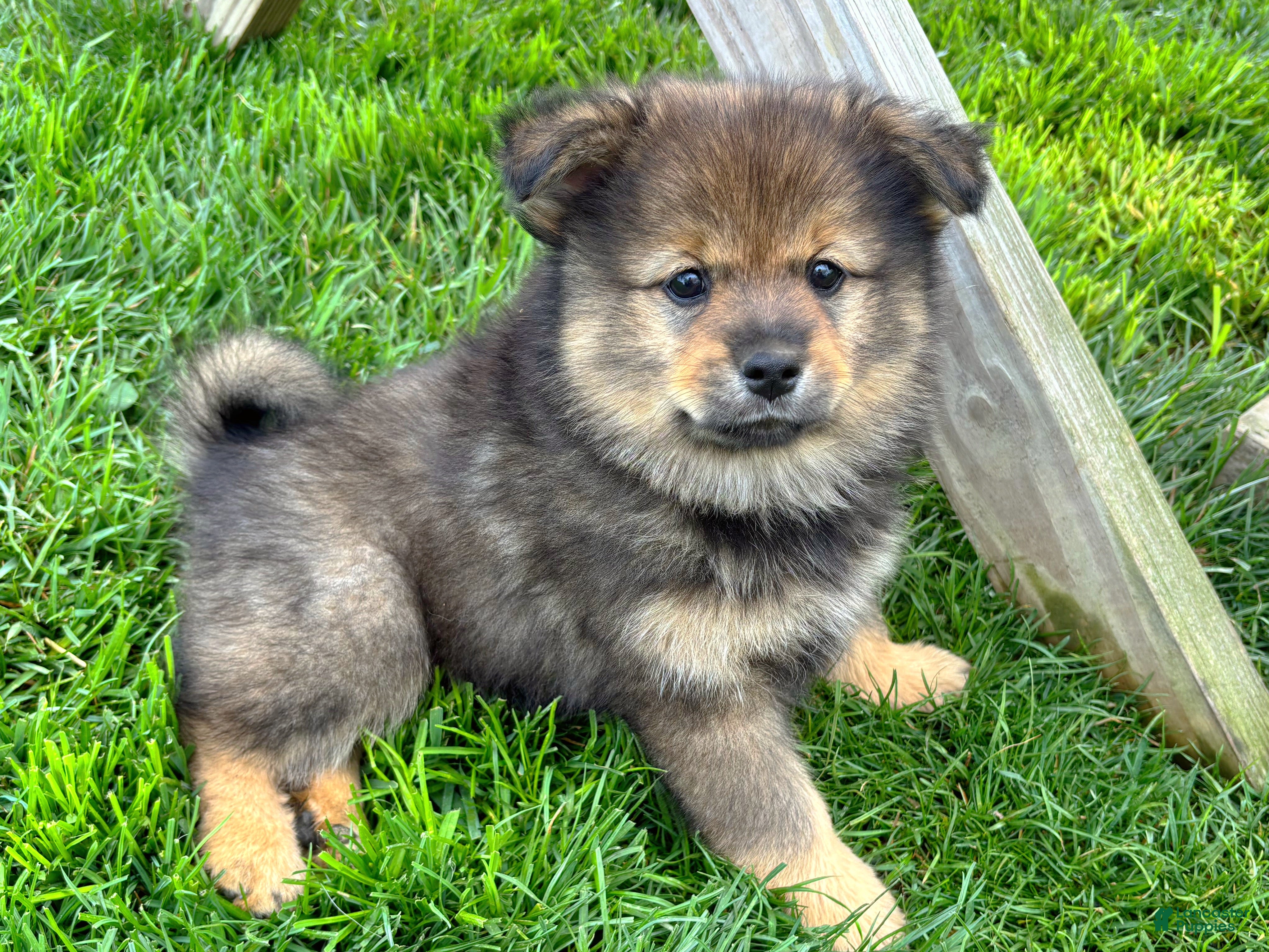 Mixed Breed dogs Yoshi - Ad 1