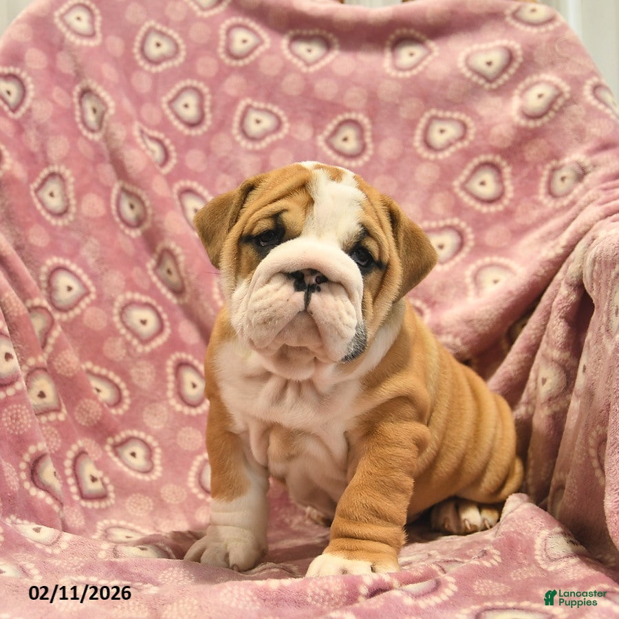 English Bulldog dogs Zoey  - Ad 1
