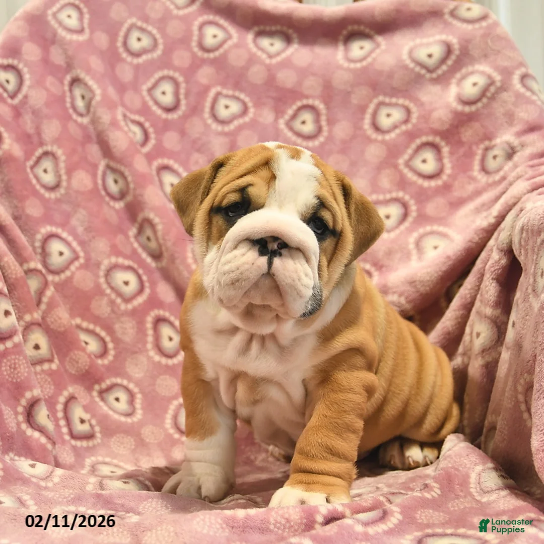 English Bulldog dogs for sale: Zoey  - Ad 5
