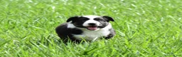 Miniature Australian Shepherd dogs for sale: Cash - Ad 14