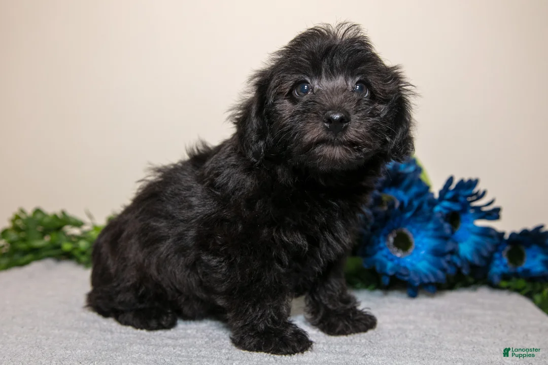 Yorkiepoo dogs for sale: Jacob - Ad 2