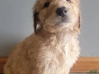 Double Doodle dogs Double Doodle Puppy 2 - Ad 39