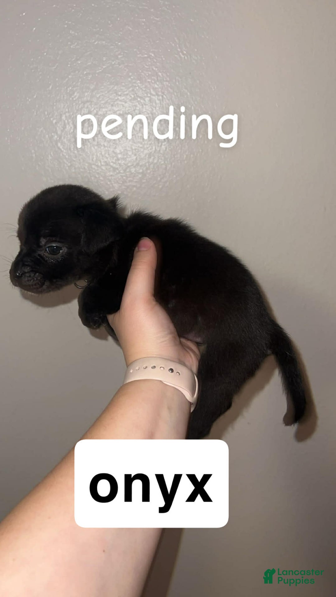 Mixed Breed dogs for sale: Mixed Breed Puppy 5 - Ad 2