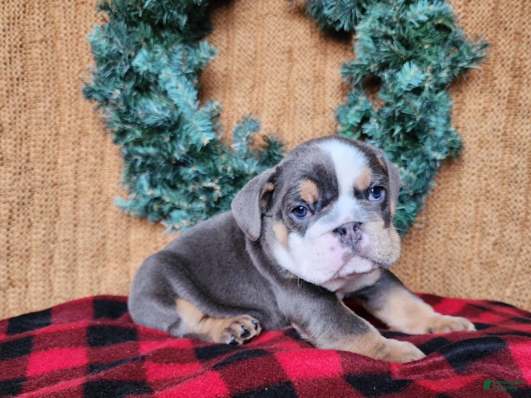 English Bulldog dogs for sale: Elliot - Ad 5