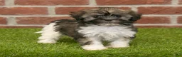 Havanese dogs for sale: Betsy - Ad 7