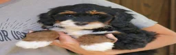 Mini Bernedoodle dogs for sale: Grace  - Ad 4