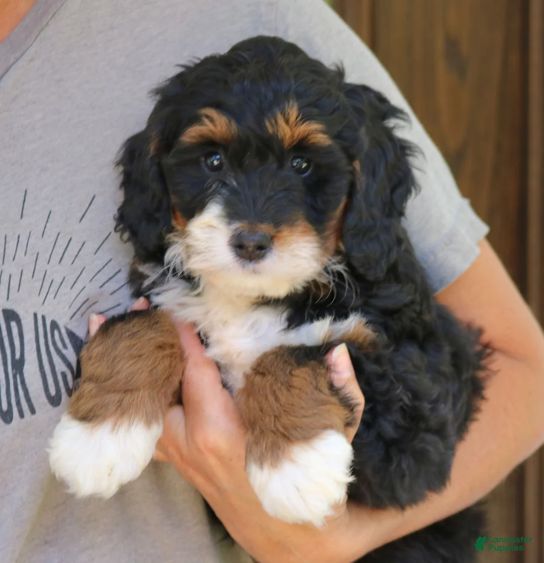 Mini Bernedoodle dogs for sale: Grace  - Ad 4