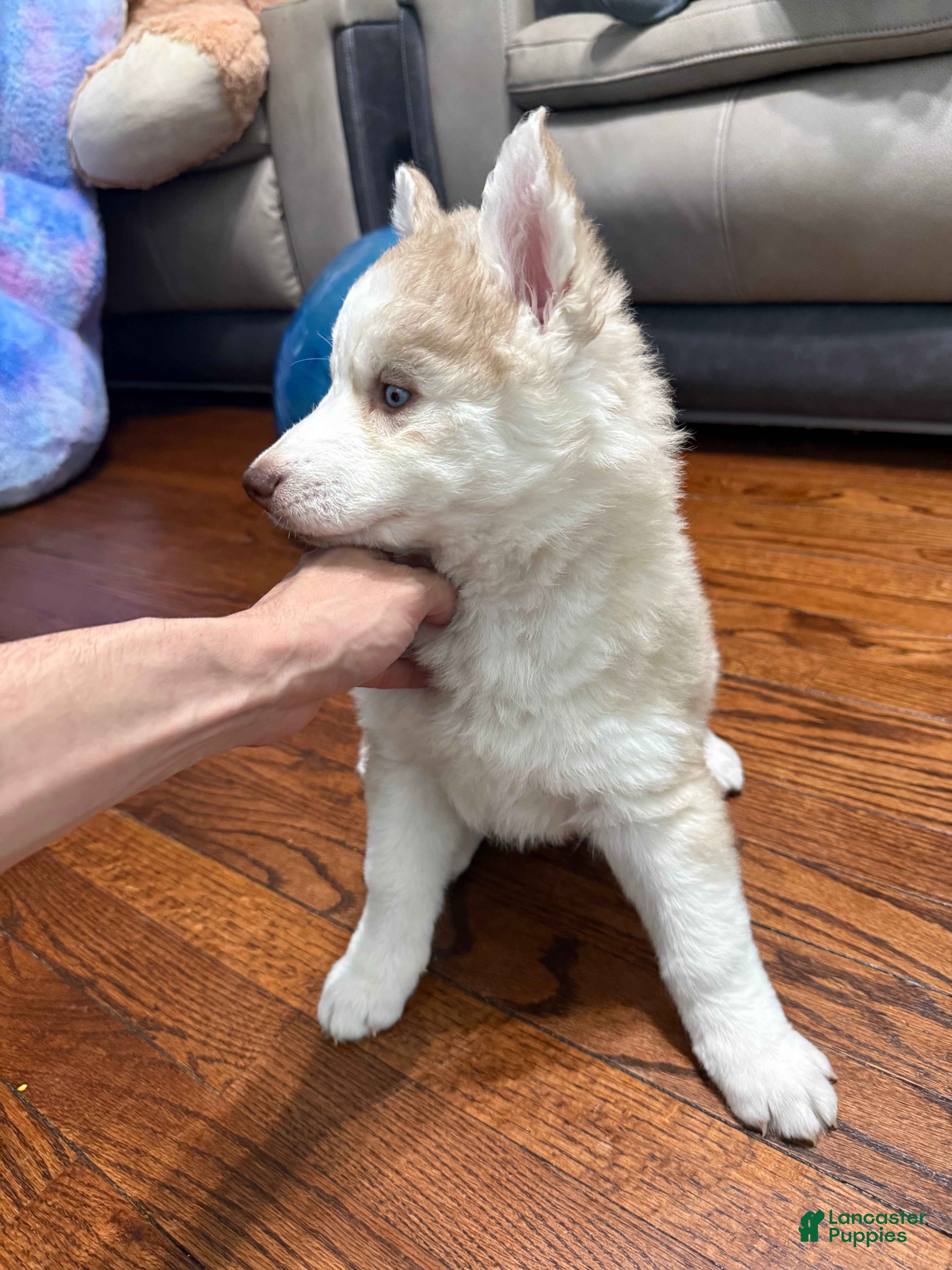 Siberian Husky dogs Molly - Ad 25