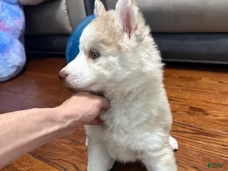 Siberian Husky dogs Molly - Ad 25