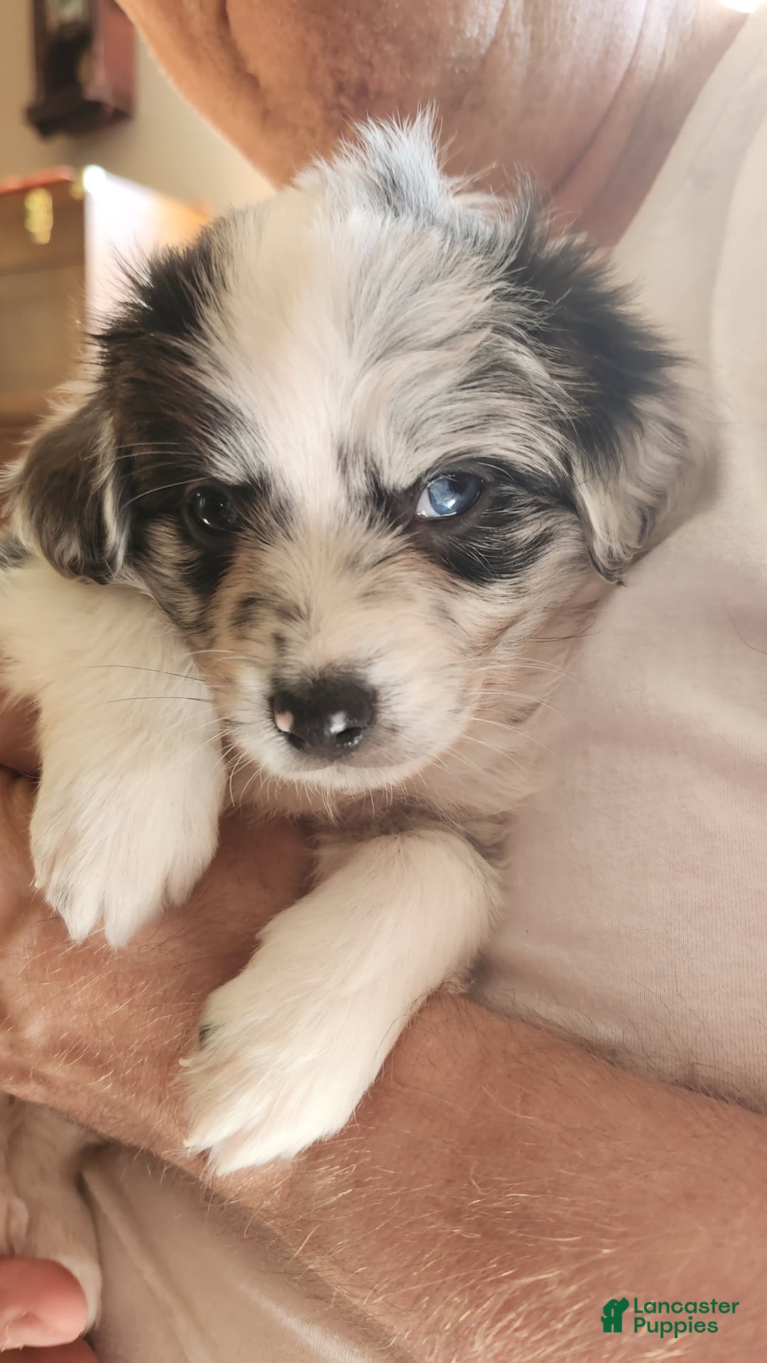 Gallery Image {{count}}