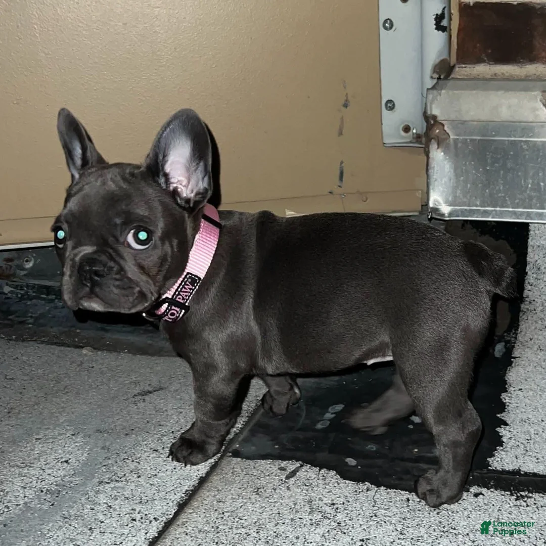 French Bulldog dogs for sale: French Bulldog 1 - Ad 2