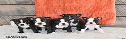 Boston Terrier dogs for sale: Flicka - Ad 7