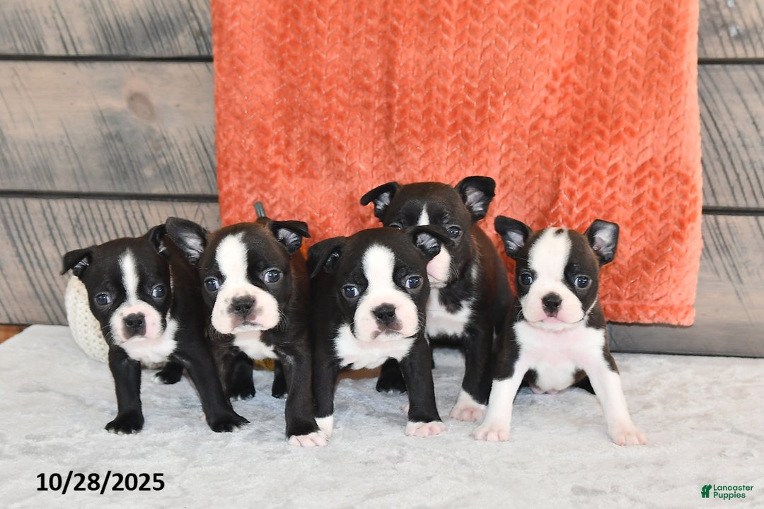 Boston Terrier dogs for sale: Flicka - Ad 7