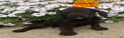 Mixed Breed dogs for sale: Lady - Ad 4
