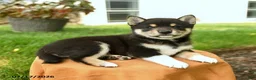 Shiba Inu dogs for sale: Chana - Ad 5