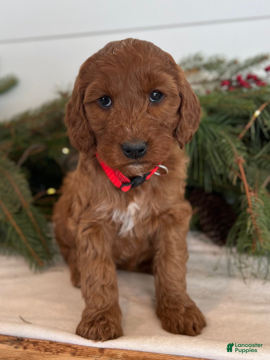 Irish Doodle dogs for sale: Maggie - Ad 14