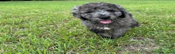 Mixed Breed dogs for sale: Miss Merle - Ad 1