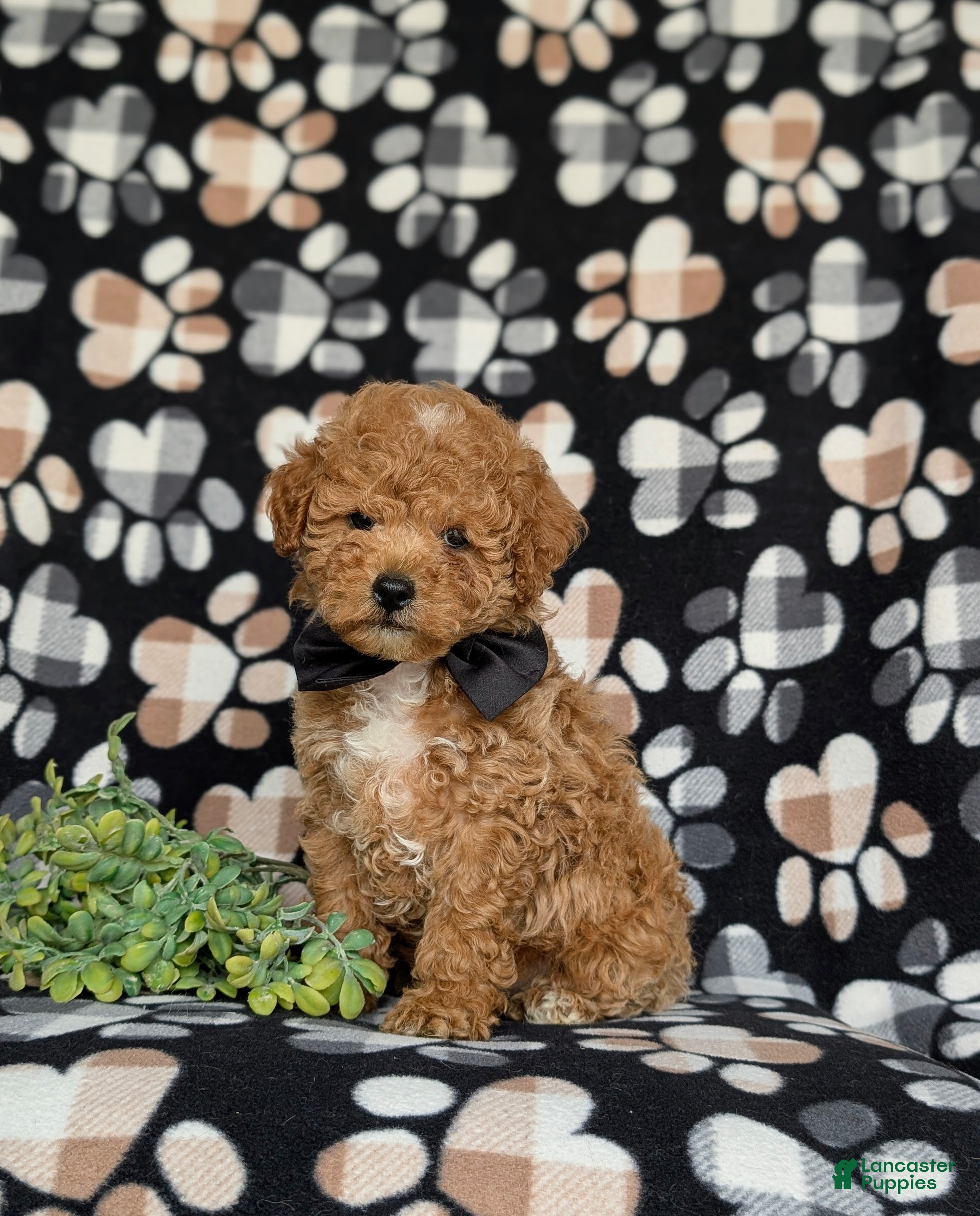 Miniature Poodle dogs for sale: Nyle - Ad 1