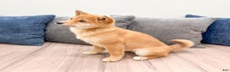 Shiba Inu dogs for sale: Molly - Ad 3