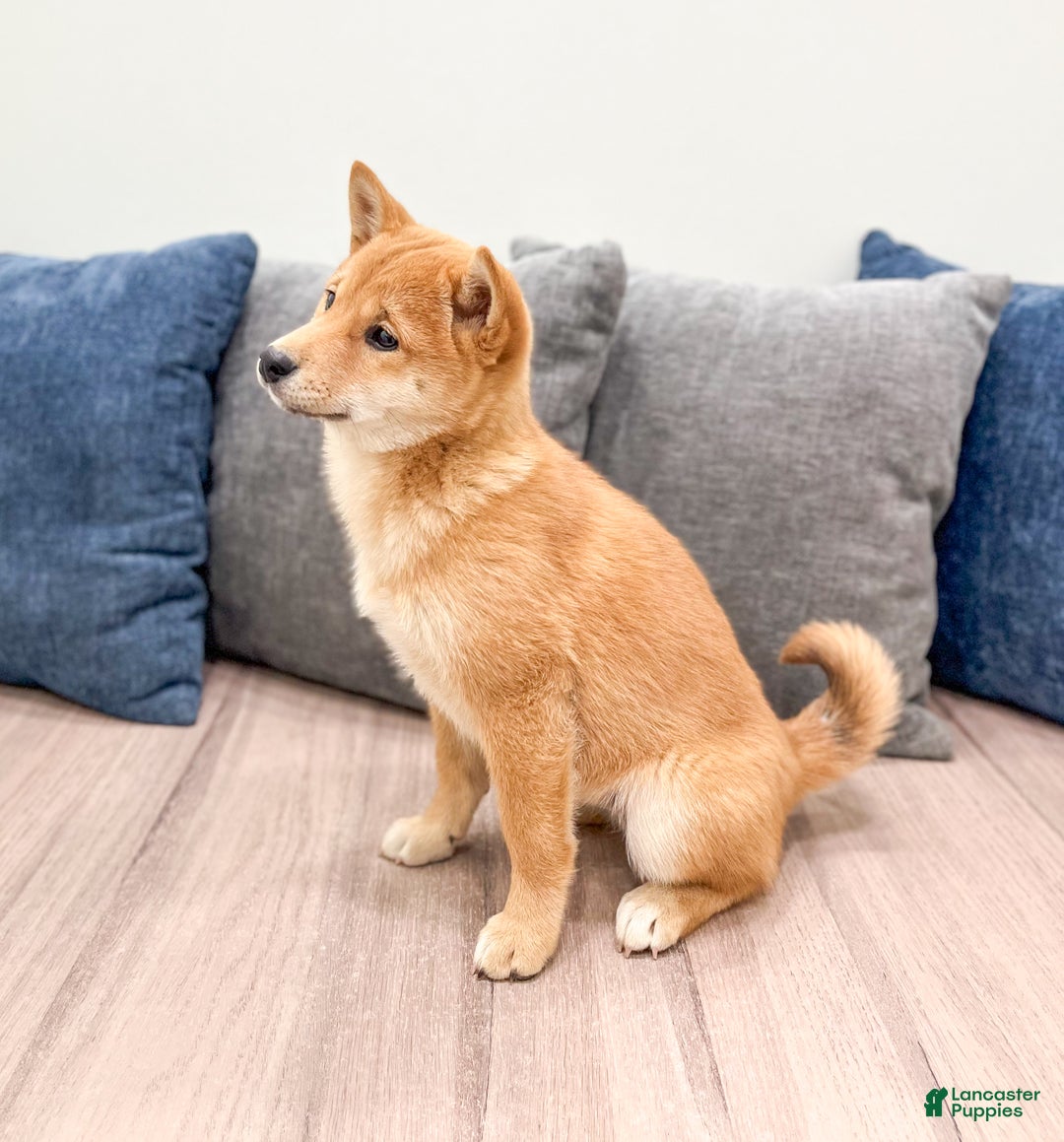 Shiba Inu dogs for sale: Molly - Ad 3