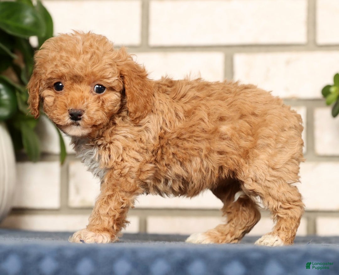 Havapoo dogs for sale: Elsie - Ad 5