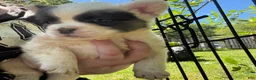 French Bulldog dogs for sale: French Bulldog Puppy 3 (fluffy) - Ad 10