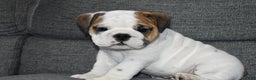 English Bulldog dogs for sale: Olaf - Ad 6