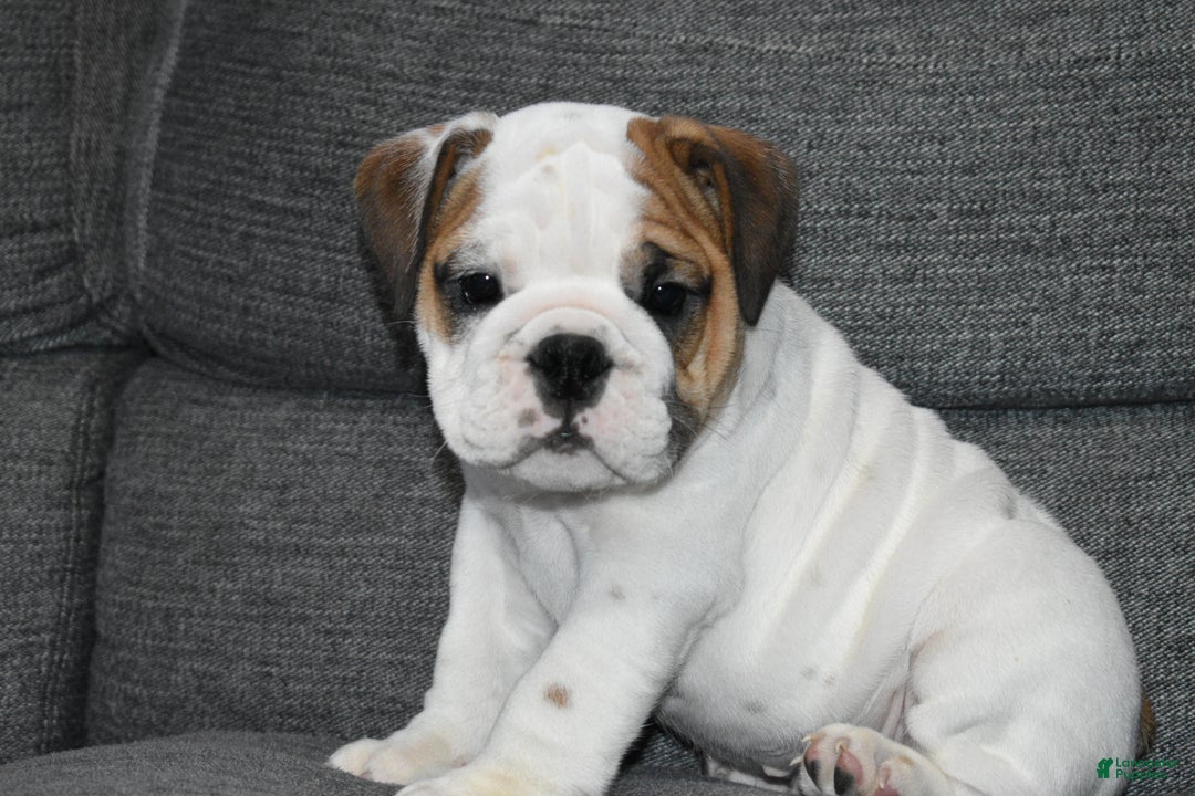 English Bulldog dogs for sale: Olaf - Ad 6