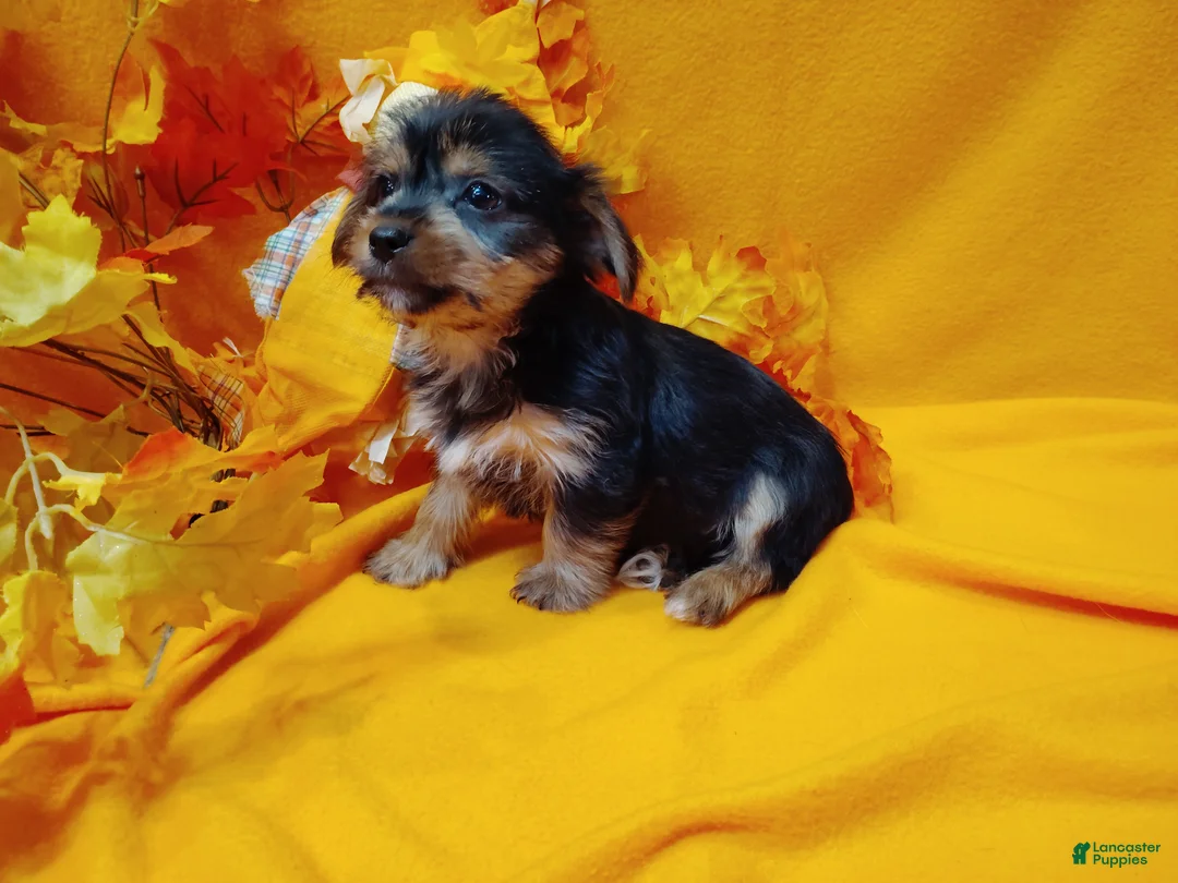 Yorkshire Terrier dogs for sale: Yorkshire Terrier 2 - Ad 1