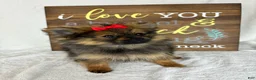 Pomeranian dogs for sale: Pinky - Ad 2