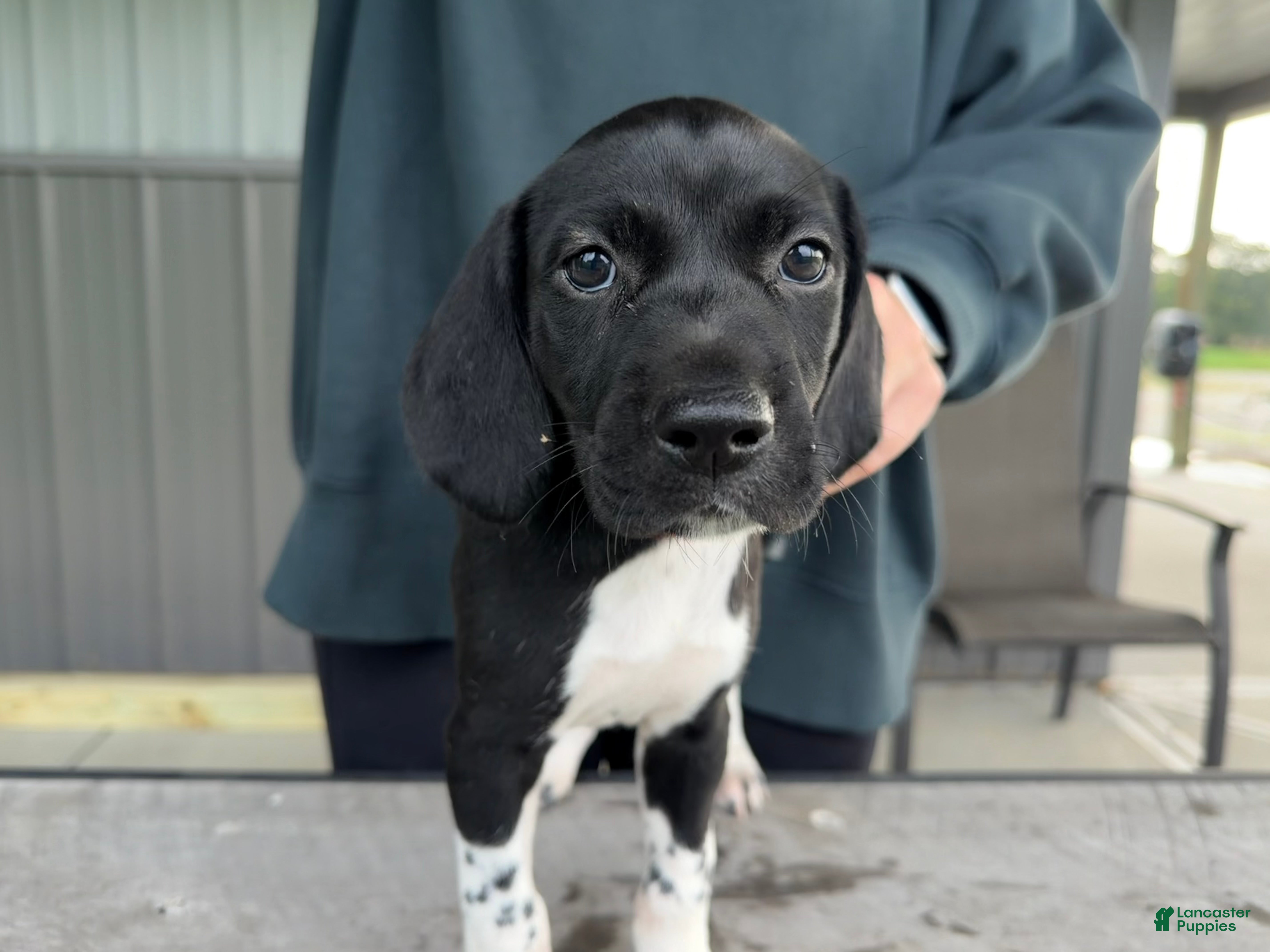 German Shorthaired Pointer (German Shorthaired Pointer, Male) in Xenia, OH