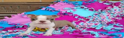 Boston Terrier dogs for sale: Rhapsody - Ad 5