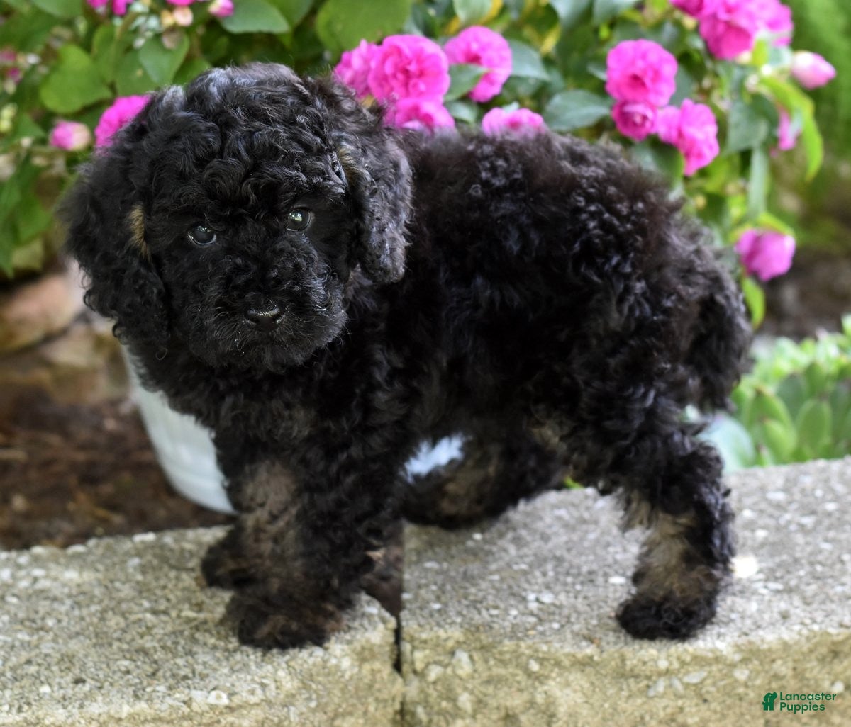 Miniature Poodle dogs for sale: Alex - Ad 8