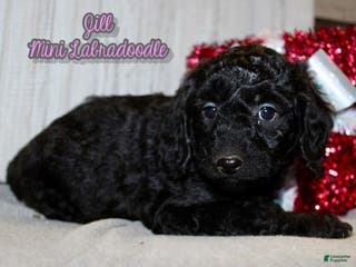Mixed Breed dogs Jill - Ad 14