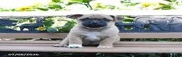 Jug dogs for sale: Callie - Ad 5