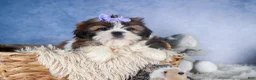 Shih Tzu dogs for sale: CHLOE - Ad 10