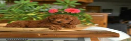 Mini Goldendoodle dogs for sale: Ace - Ad 2