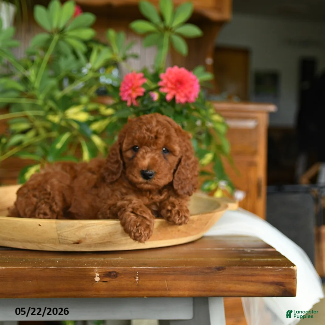 Mini Goldendoodle dogs for sale: Ace - Ad 2