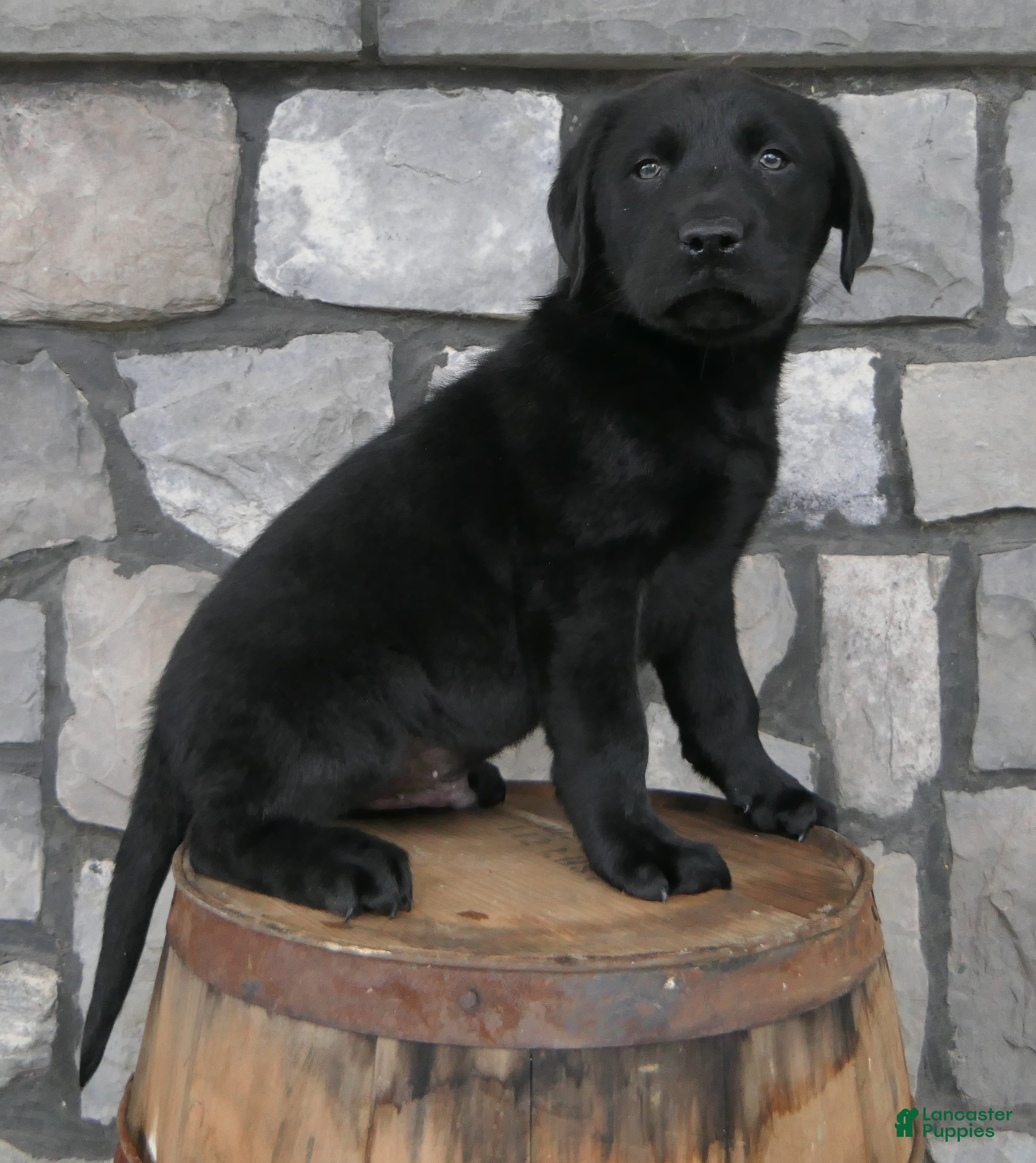 Labrador Retriever dogs Pumpkin Labrador Retriever Puppy  - Ad 2