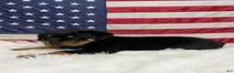 Rottweiler dogs for sale: Roxy - Ad 4