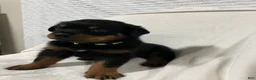 Rottweiler dogs for sale: ozzy - Ad 2