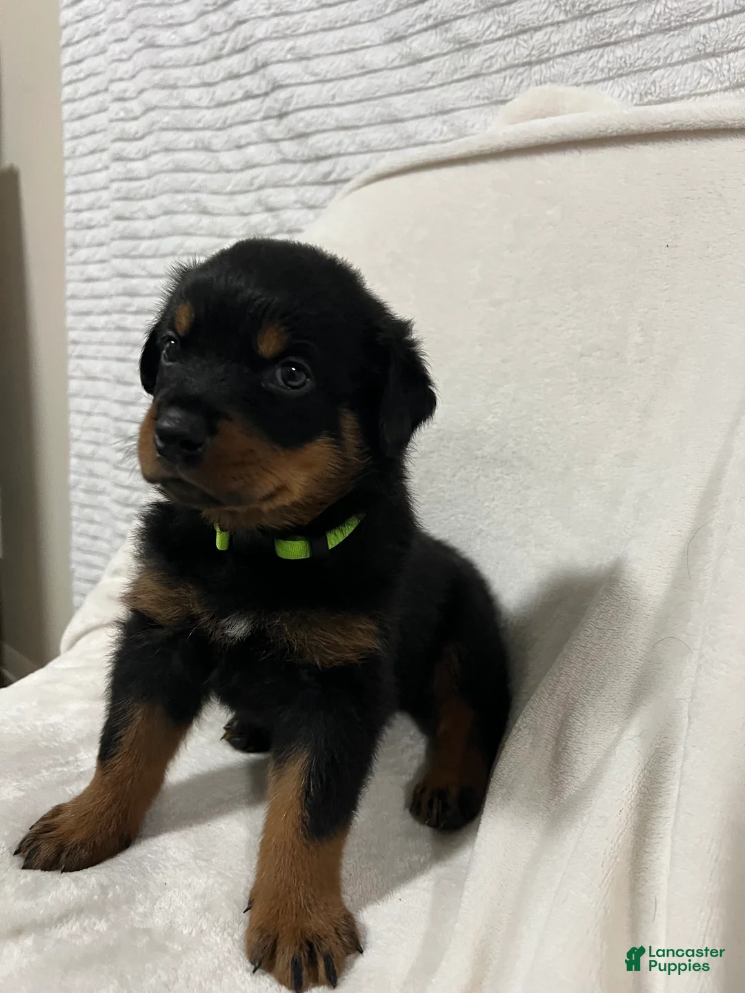 Rottweiler dogs for sale: ozzy - Ad 2