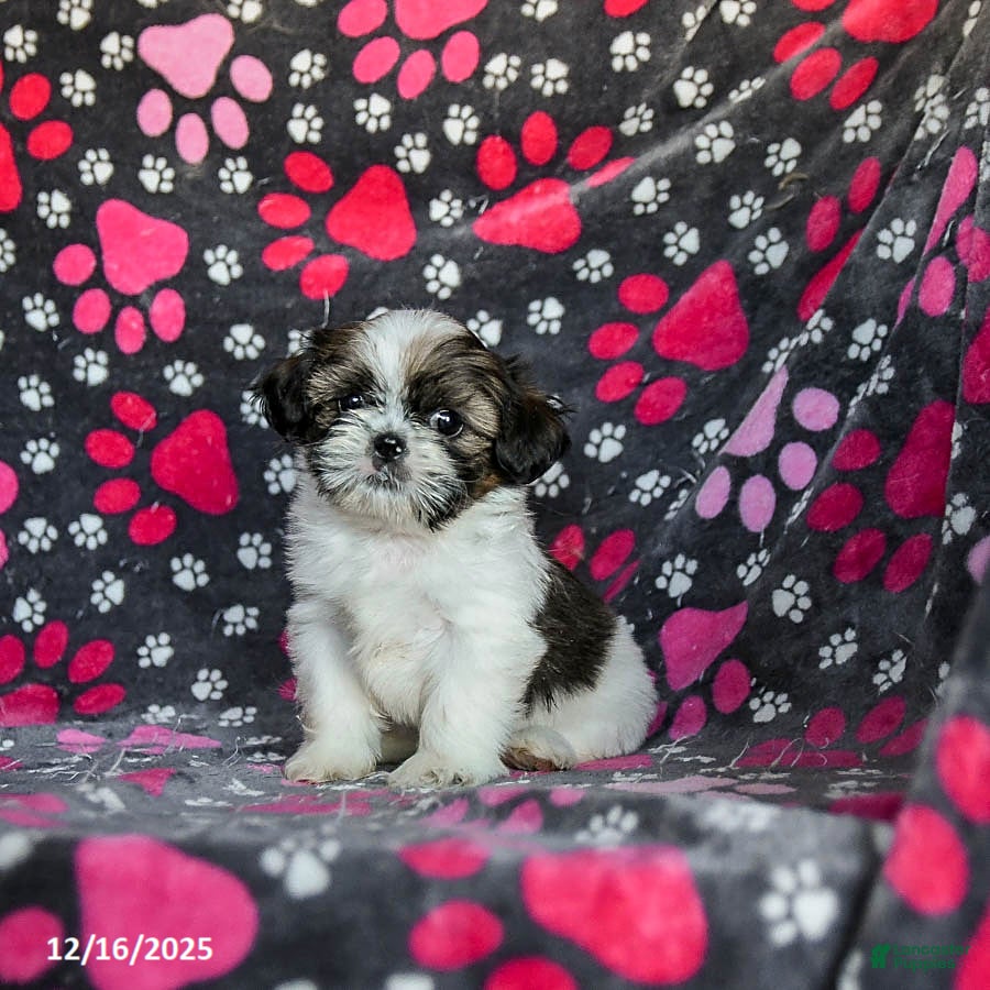 Shih Tzu dogs Molasses - Ad 41