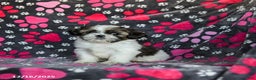 Shih Tzu dogs for sale: Molasses - Ad 1
