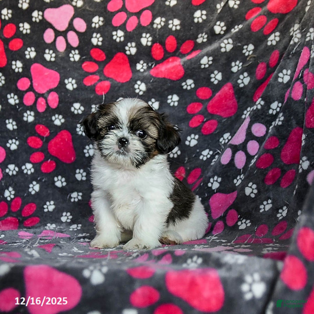 Shih Tzu dogs for sale: Molasses - Ad 1