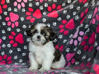 Shih Tzu dogs Molasses - Ad 9